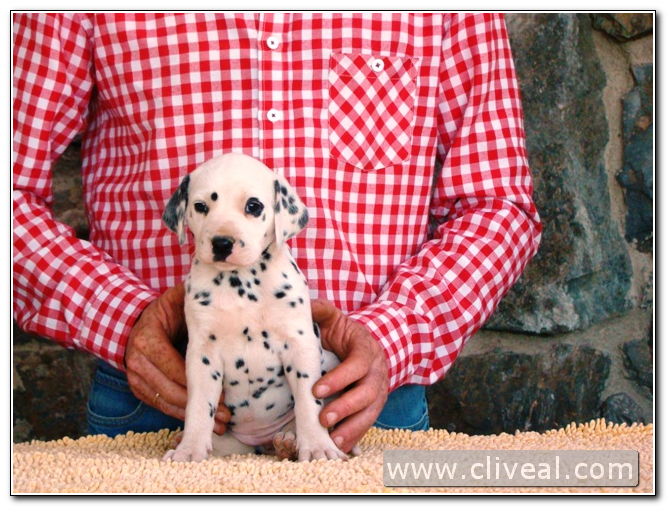 cachorra dálmata quaetura de cliveal 2