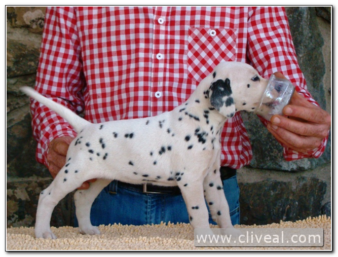 cachorra dalmata quaetura de cliveal