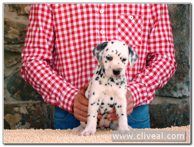 cachorra dálmata reluxi de cliveal 2