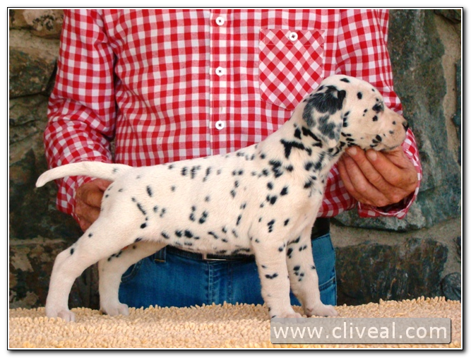 cachorra dálmata reluxi de cliveal