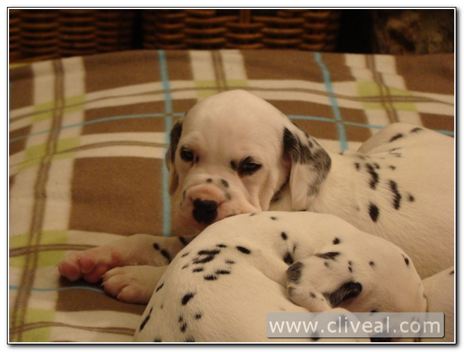 cachorrillo dálmata