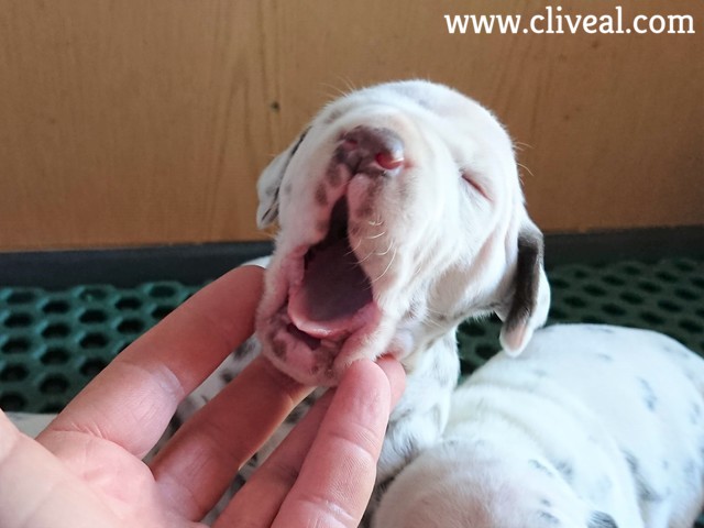 cachorrito bostezando