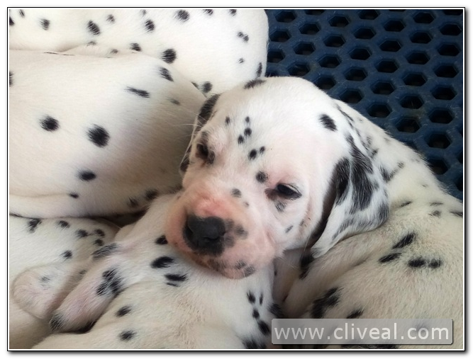 cachorrito dalmata con hermanos de camada