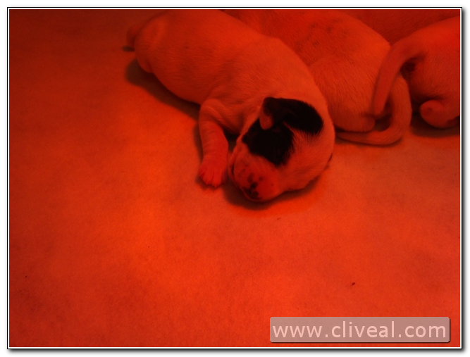 cachorrito dalmata con parche