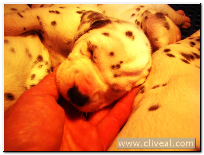 cachorrito dalmata dormido en la mano