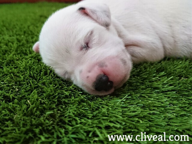 cachorrito muy dormido