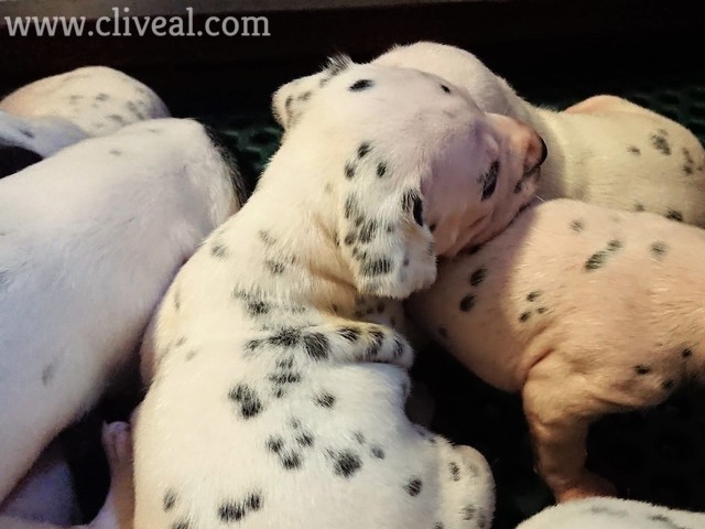 cachorritos con dos semanas