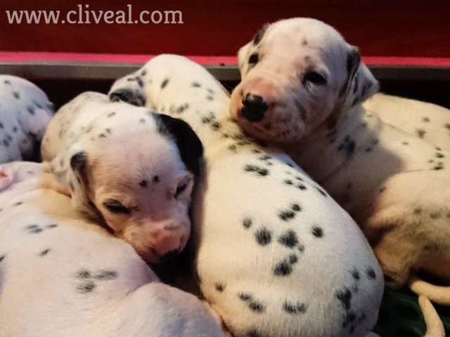 cachorritos con los ojos recien abiertos