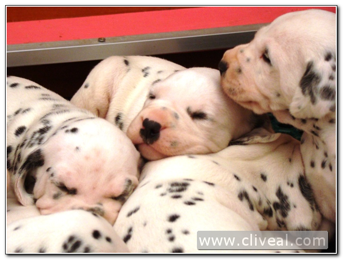 cachorritos dalmatas del criadero cliveal 1