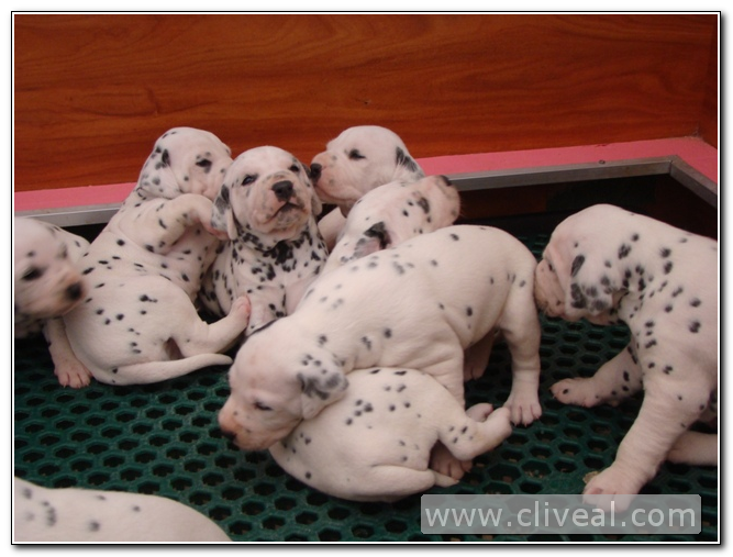 cachorritos dalmatas del criadero cliveal 2