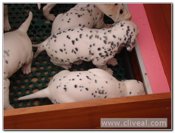 cachorritos dalmatas del criadero cliveal 3