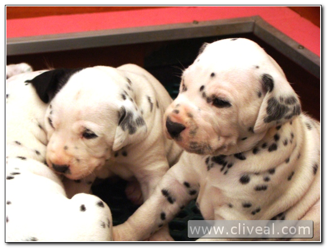 cachorritos dalmatas del criadero cliveal