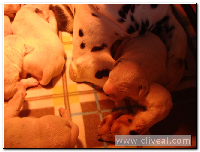 cachorritos dalmatas de menos de una semana