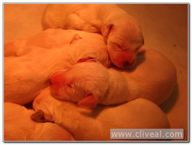 cachorritos dalmatas dormidos después del parto