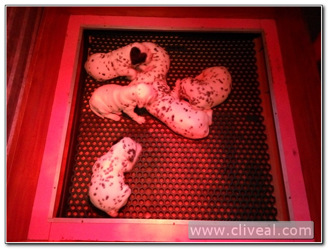 cachorritos dalmatas dormidos