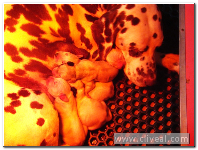 cachorros dalmatas recien alumbrados