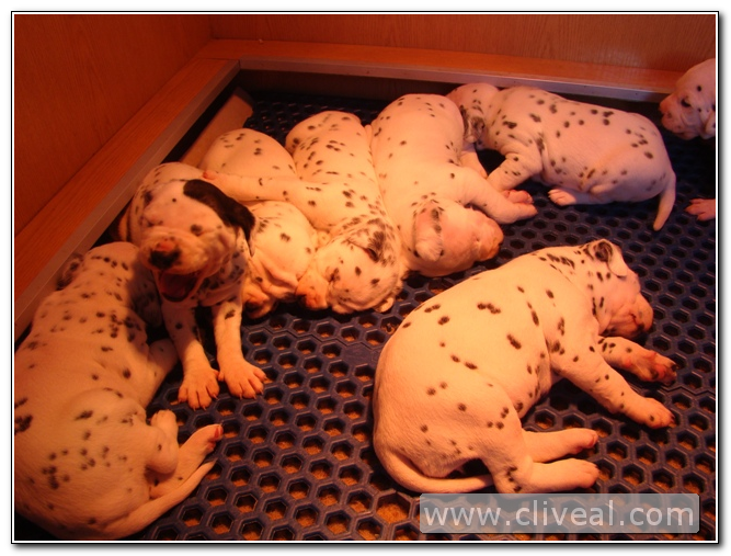 cachorritos-descansando