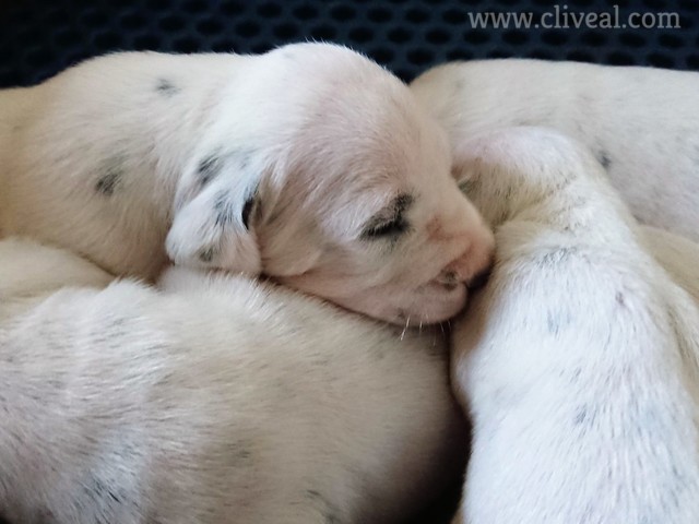 cachorro abriendo los ojos