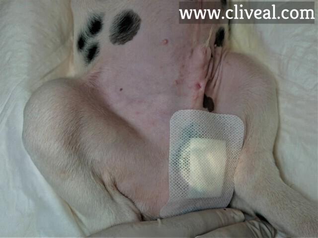 cachorro-con-hernia-operada