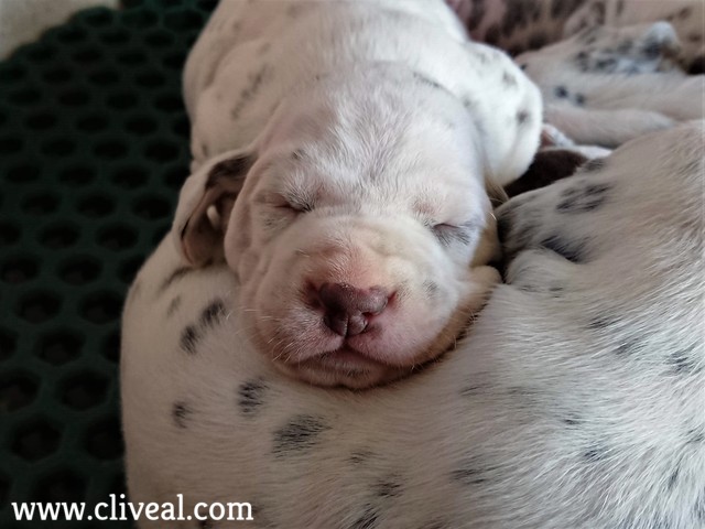 cachorro con nariz marrón