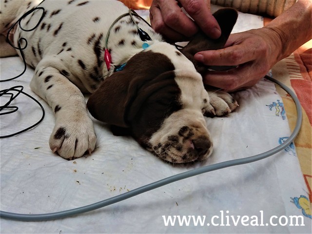 cachorro con parche haciendose test baer