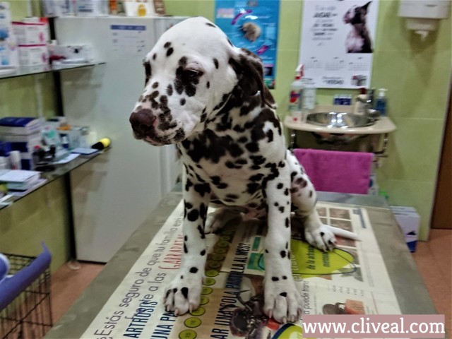 cachorro dalmata Bizkaya
