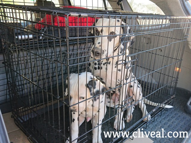 cachorro dalmata alicante