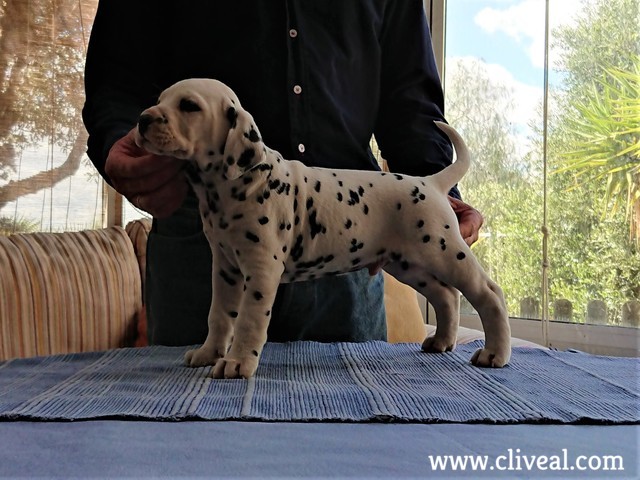 cachorro dalmata apolodoro de cliveal