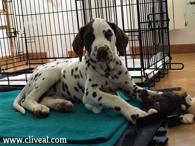 cachorro dalmata aragon