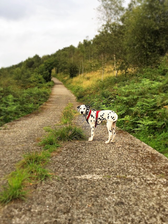 cachorro dalmata asturias