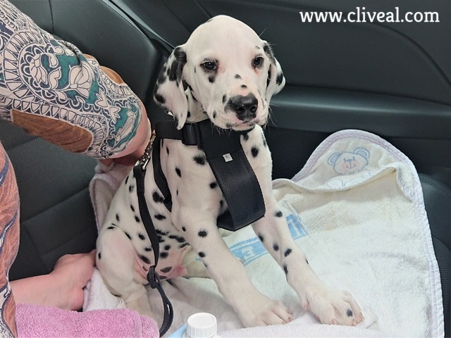 cachorro dalmata avila