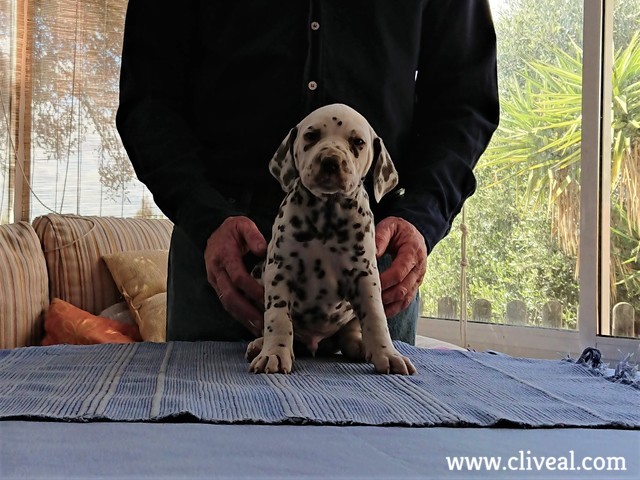 cachorro dalmata bessalis brunneus de cliveal