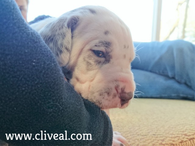 cachorro dalmata bilbao