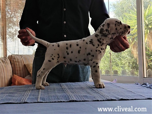 cachorro dalmata bipedalis brunneus de cliveal