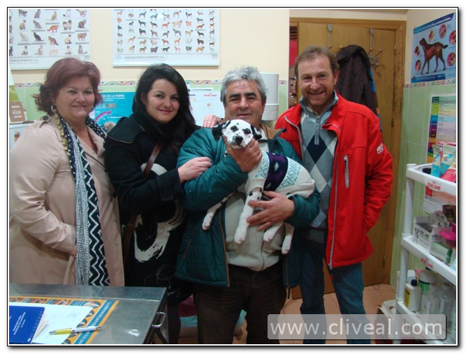 cachorro-dalmata-caceres