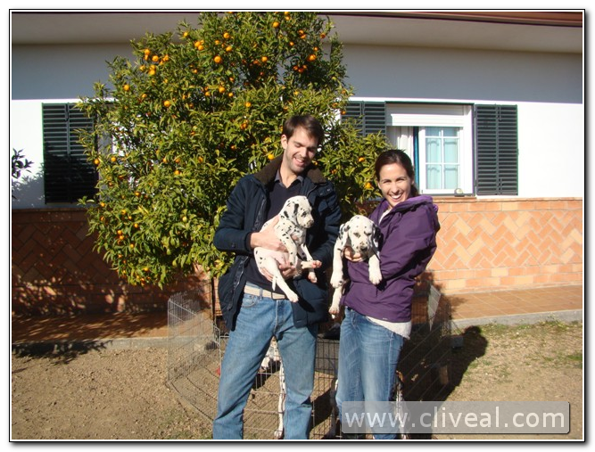 cachorro dálmata en Cádiz