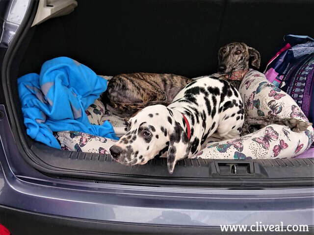 cachorro dalmata cantabria 1