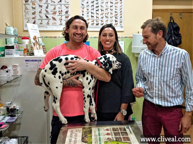 cachorro dalmata cantabria