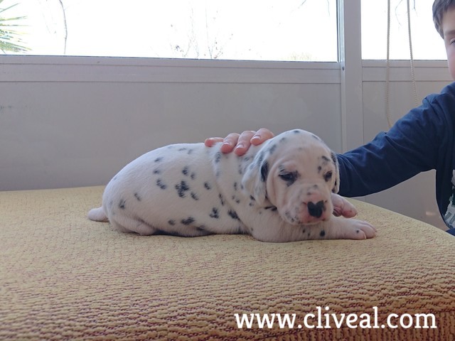 cachorro dalmata catalunya