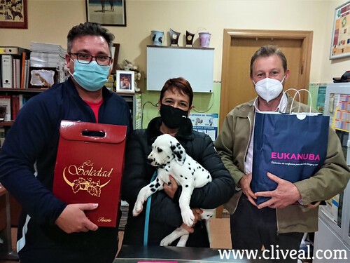 cachorro dalmata ciudad real