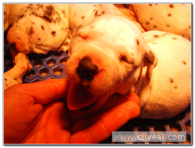 cachorro dalmata con la boca abierta