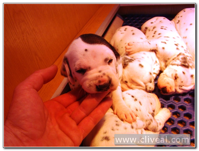 cachorro dalmata con monóculo