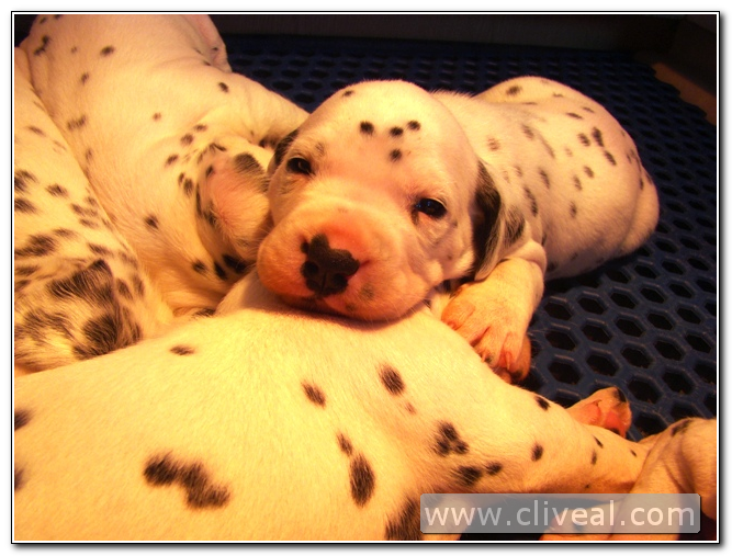 cachorro dálmata con ojos abiertos