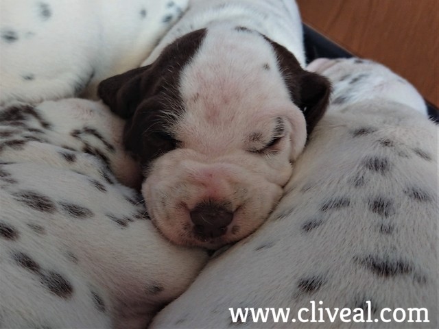 cachorro dalmata con parche