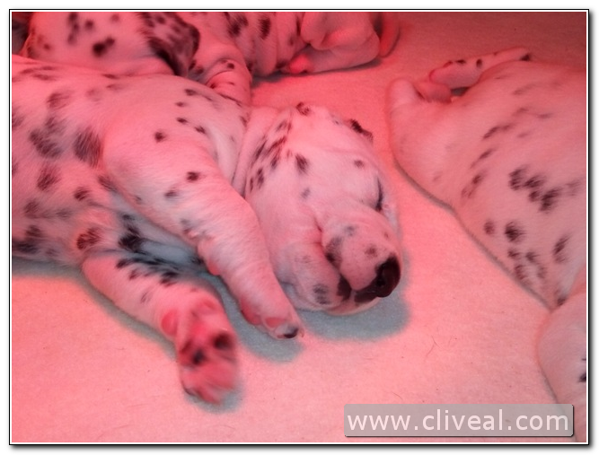 cachorro dálmata de 15 dáis