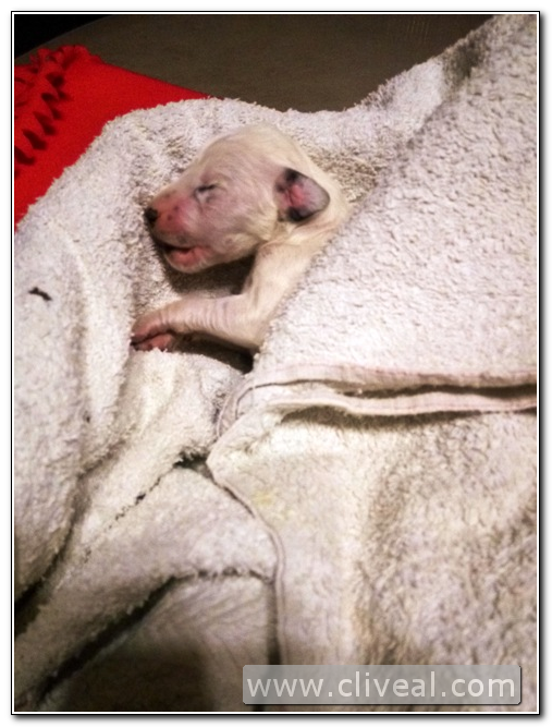 cachorro dálmata de tres días