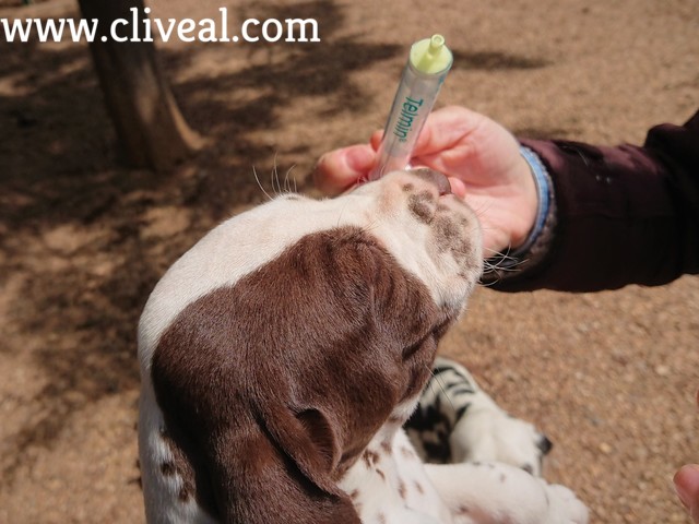 cachorro dalmata desparasitandose