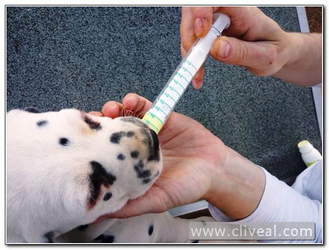 cachorro dálmata desparasitándose