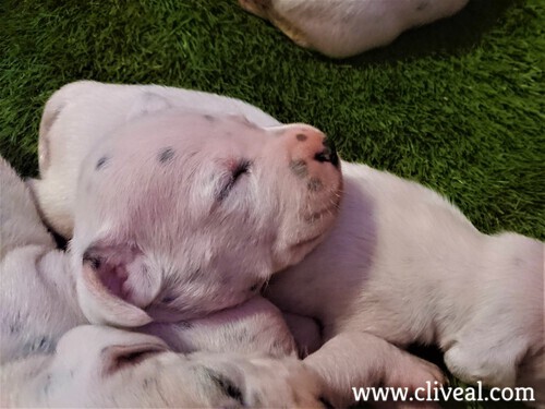 cachorro dalmata dormido