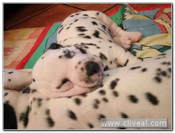 cachorro dalmata dormido